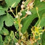 Cuscuta europaea Habit