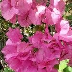 Bougainvillea spectabilis Кветка