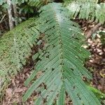 Anadenanthera colubrina ഇല