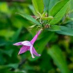 Jasminum beesianum Blüte