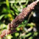 Polypogon viridis Blüte