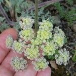 Lomatium dasycarpum Цвят