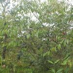 Nectandra cuspidata Облик