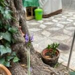 Lavandula pinnata Flower