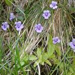 Pinguicula grandiflora Кветка