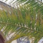 Phoenix canariensis Лист