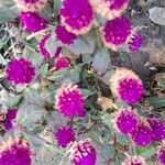 Gomphrena globosaफूल