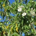 Ipomoea arborescens Flower