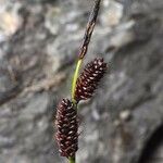 Carex saxatilis Fruto