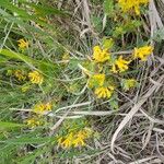 Corydalis aurea Pokrój