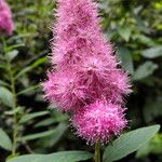 Spiraea salicifolia 花