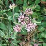 Eupatorium cannabinumLeaf