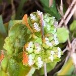 Valeriana woodsiana Květ