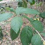 Morinda royoc Feuille