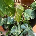 Epipremnum aureum 葉