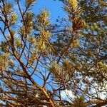 Pinus edulis Hoja