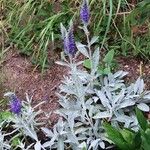 Veronica spicata Habitus