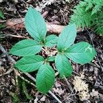 Aralia nudicaulis Φύλλο