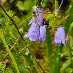 Campanula cochleariifoliaFiore