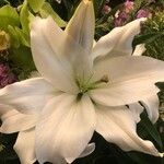 Lilium candidum Blomst