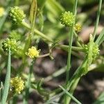 Ranunculus ophioglossifolius Fleur