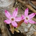 Pistorinia hispanica Flower