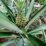 Ananas comosus Лист