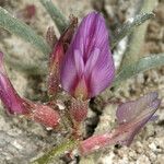 Astragalus lentiginosus Bloem