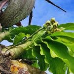 Catasetum macrocarpum Leaf