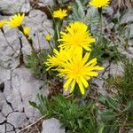 Leontodon incanus Flower