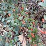 Cotoneaster franchetii Hábito