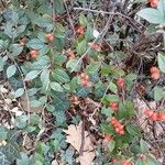 Cotoneaster franchetii موطن