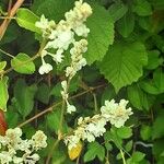 Fallopia baldschuanica Flower