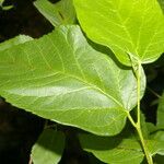 Morus celtidifolia Blatt