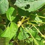 Vigna radiata Gyümölcs