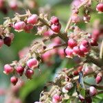 Arbutus canariensis Flower