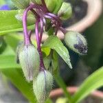 Tradescantia virginiana Flower