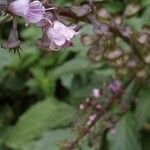 Ocimum carnosum Floare