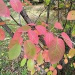 Amelanchier canadensisFulla