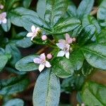 Zieria prostrata Кветка