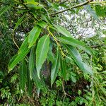 Salix lucida Leaf