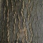 Ailanthus altissima Bark