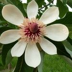 Magnolia obovata Flor
