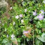 Vinca majorFleur