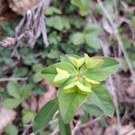 Euphorbia dulcis Leaf