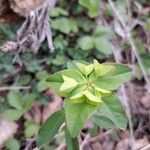 Euphorbia dulcisLeaf