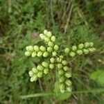 Sedum sediforme Flower