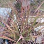 Eragrostis spectabilis葉