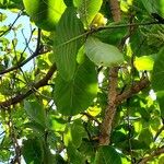 Terminalia catappa Leaf