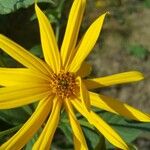 Helianthus tuberosusKvet